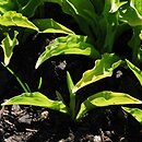 Hosta Lemon Lime