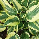 Hosta Leola Fraim