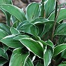 Hosta Lime Fizz