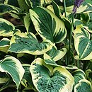 Hosta Mama Mia