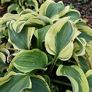 Hosta Mini Skirt