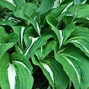 Hosta Night Before Christmas
