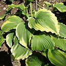 Hosta One Last Dance