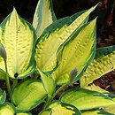 Hosta Orange Marmalade