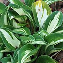 Hosta Pandora's Box