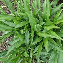 Hosta Purple Lady Finger