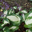 Hosta Raspberry Sundae