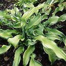 Hosta Ripple Effect