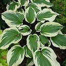Hosta Silk Road