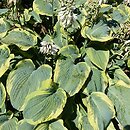 Hosta Tokudama Flavocircinalis