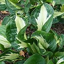 Hosta Whirlwind