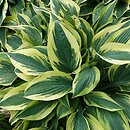 Hosta Wolverine