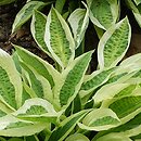Hosta Yellow Polka Dot Bikini