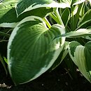 Hosta Zager's White Edge