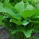 Hosta kiyosumiensis