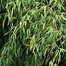 Phyllostachys (filostachys)