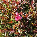 Gaura lindheimeri Pink Dwarf