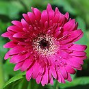 Gerbera (gerbera)