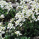 Arabis alpina ssp. brevifolia (gęsiówka alpejska krótkolistna)