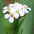 Arabis sudetica (gęsiówka sudecka)
