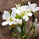 Arabis scopoliana (gęsiówka Scopoliego)