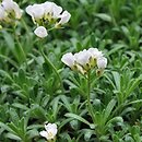 Arabis ×wilczekii (gęsiówka Wilczka)