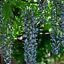 Wisteria floribunda Multijuga