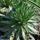 Draba athoa (głodek bałkański)