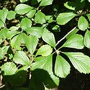 Crataegus punctata Aurea