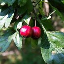Crataegus monogyna (głóg jednoszyjkowy)