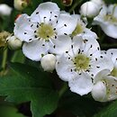 Crataegus monogyna Stricta