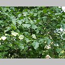 Crataegus intricata (głóg szkarłatny)