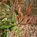 Photinia ×fraseri (głogownik Frasera)