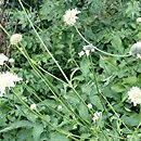 Cephalaria (głowaczek)