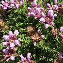 Prunella grandiflora Pink Loveliness