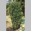 Cephalotaxus harringtonia Fastigiata