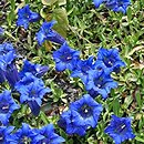 Gentiana acaulis (goryczka bezłodygowa)