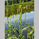 Barbarea stricta (gorczycznik prosty)