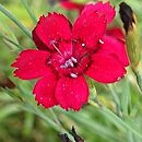 Dianthus deltoides Leuchtfunk