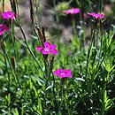 Dianthus myrtinervius (goździk mirtowaty)