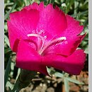 Dianthus gratianopolitanus Badenia