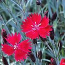 Dianthus gratianopolitanus Dobromierz