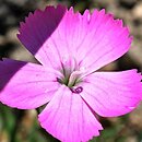 Dianthus furcatus