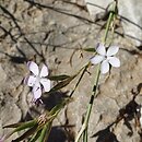 Dianthus ciliatus