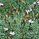Dianthus erinaceus (goździk kolczasty)