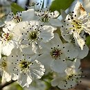 Pyrus calleryana Chanticleer