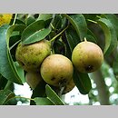 Pyrus (grusza)