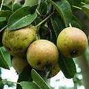 Pyrus communis s.l. (grusza pospolita)