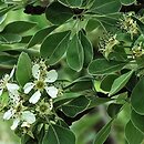 Pyrus nivalis (grusza śnieżna)