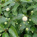 Cephalanthus occidentalis Moonlight Fantasy